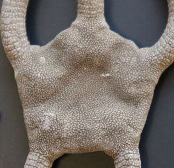 Media type: image; Invertebrate Zoology OPH-6151